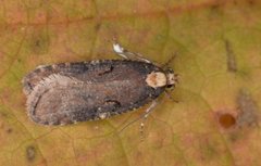Large Purple Flat-body (Agonopterix liturosa)