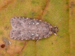 Agonopterix ciliella/heracliana