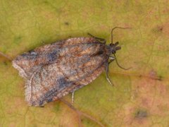 Mjødurtflatvikler (Acleris aspersana)