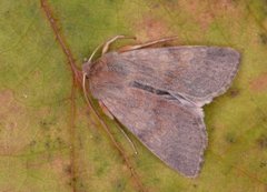 Rødt høstfly (Agrochola helvola)