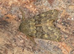 Brindled Ochre (Dasypolia templi)