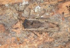 Red Sword-grass (Xylena vetusta)