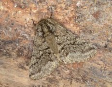 Brindled Beauty (Lycia hirtaria)