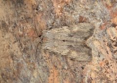 Brunt kappefly (Lithophane socia)