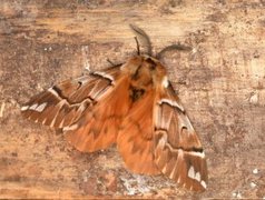 Vårspinner (Endromis versicolora)