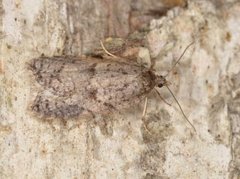 Blåbærflatvikler (Acleris maccana)