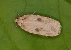 Agonopterix arenella