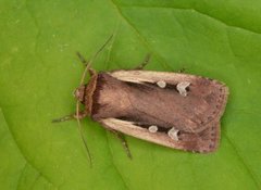 Flame Shoulder (Ochropleura plecta)