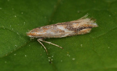 Phyllonorycter corylifoliella