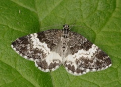 White-banded Carpet (Spargania luctuata)