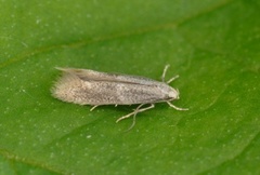 Elachista canapennella