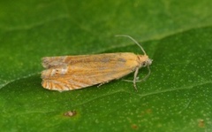 Red Piercer (Lathronympha strigana)