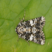 Hvitflekknellikfly (Hadena confusa)