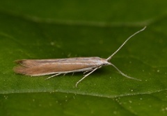Lotus Case-bearer (Coleophora discordella)