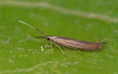 Meadow Case-bearer (Coleophora mayrella)