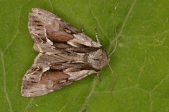 The Saxon (Hyppa rectilinea)
