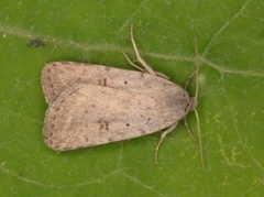 Bakkeurtefly (Athetis gluteosa)