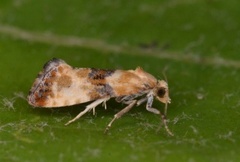 Marbled Conch (Eupoecilia angustana)