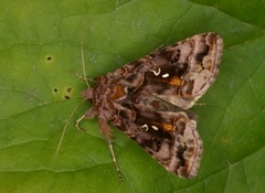 Beautiful Golden Y (Autographa pulchrina)