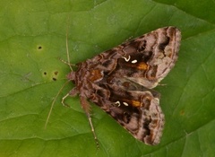 Fiolettbrunt metallfly (Autographa pulchrina)