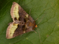 Burnished Brass (Diachrysia chrysitis)