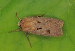 Heart and Dart (Agrotis exclamationis)