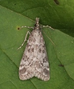 Heimosemott (Eudonia sudetica)