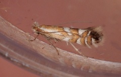 Phyllonorycter junoniella