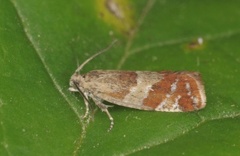 Rødflekket kveldvikler (Epinotia cruciana)