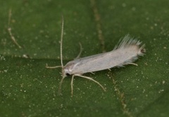 Ospeminérmøll (Phyllocnistis labyrinthella)