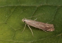 Isophrictis striatella