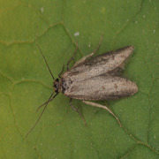 Hypatopa binotella