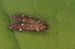 Argolamprotes micella