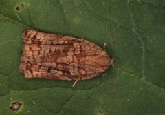 Pine Tortrix (Archips oporana)