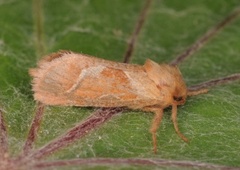 Rød roteter (Triodia sylvina)