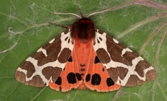 Garden Tiger (Arctia caja)