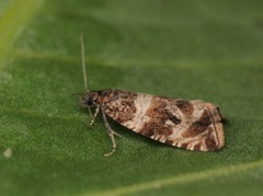 Engprydvikler (Celypha cespitana)