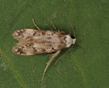White-shouldered House Moth (Endrosis sarcitrella)