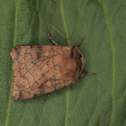 Six-striped Rustic (Xestia sexstrigata)