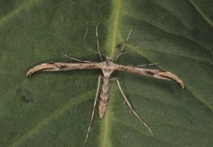 Bakkestjernefjærmøll (Oidaematophorus rogenhoferi)