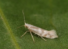 Downland Argent (Argyresthia abdominalis)