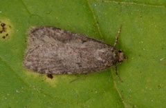 Agonopterix arctica