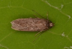 Bryotropha terrella