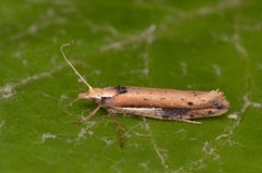 White-shouldered Smudge (Ypsolopha parenthesella)