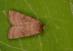 Six-striped Rustic (Xestia sexstrigata)