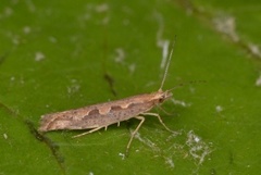 Diamond-back Moth (Plutella xylostella)