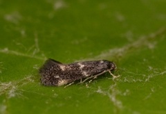 Elachista alpinella