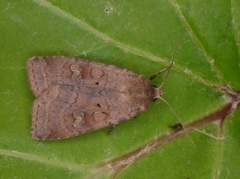 Barred Chestnut (Diarsia dahlii)