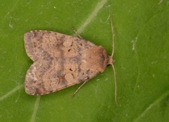 Barred Chestnut (Diarsia dahlii)