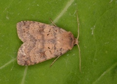 Augustteglfly (Diarsia dahlii)